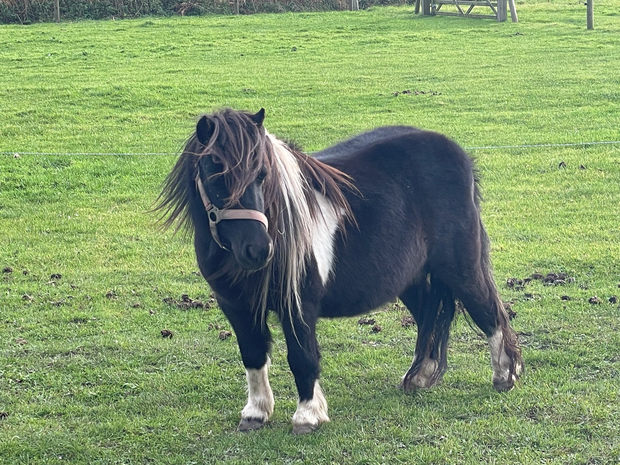 Pony Fara Pony Fara